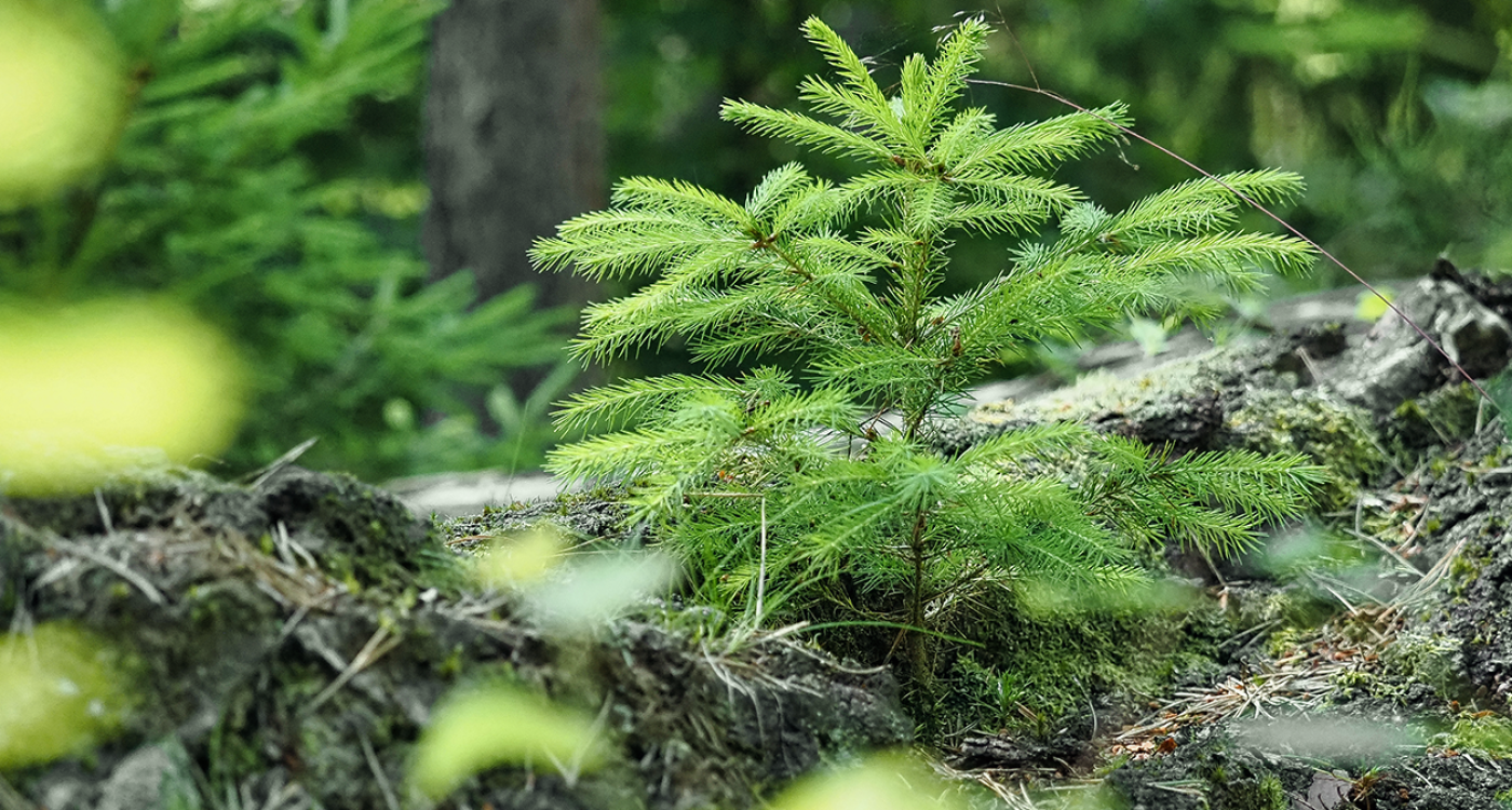 D-4319_Crete_1256x753_accueil_foresterie